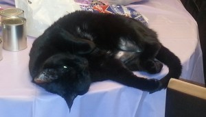 she loves sleeping on the table