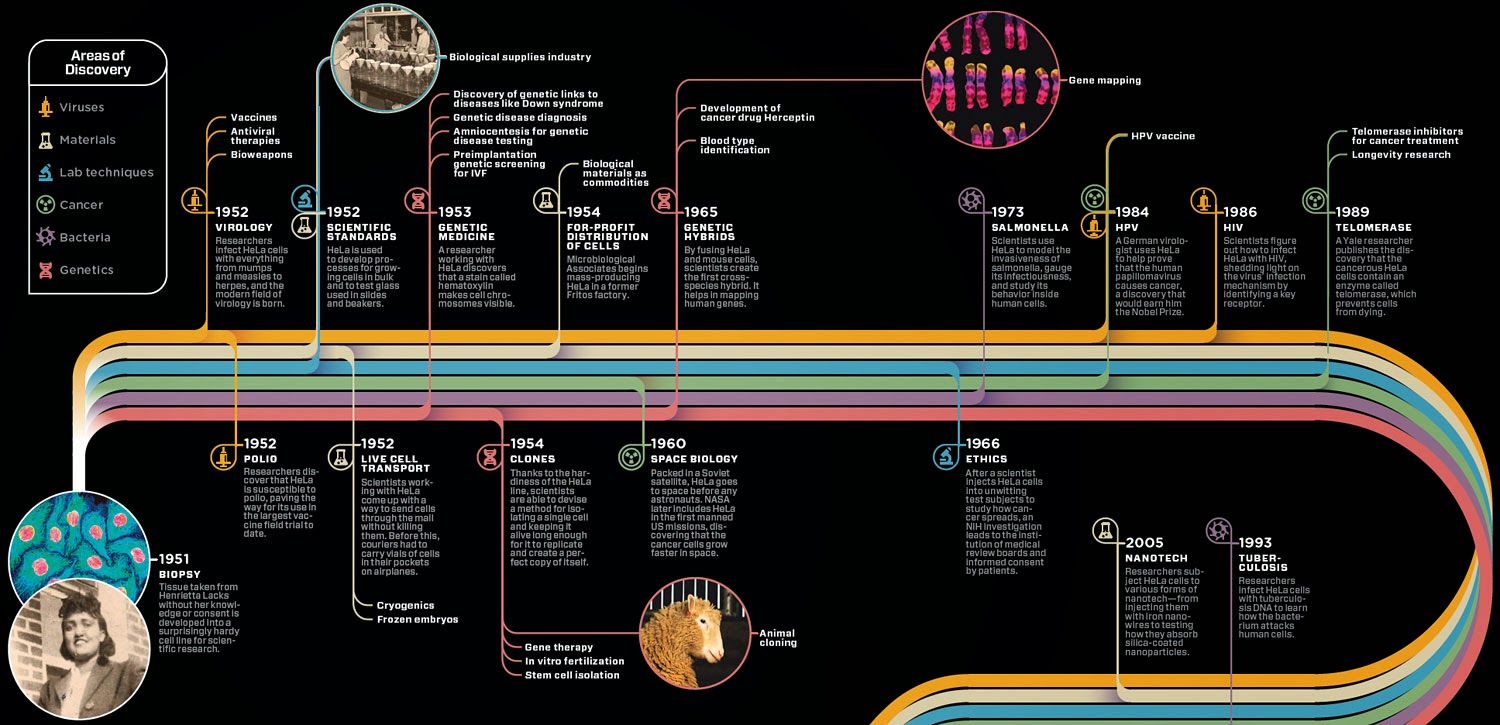 HeLa cells timeline.